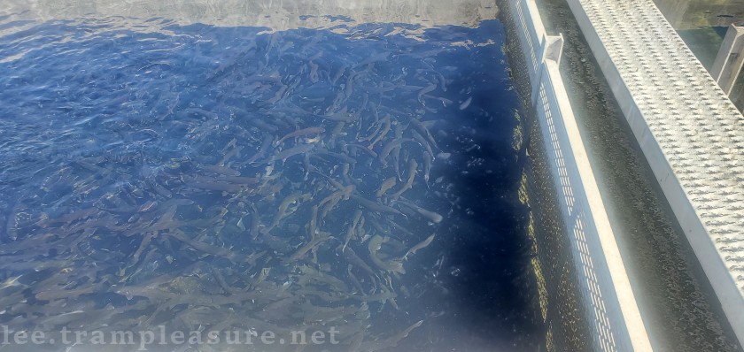 photo of fish in hatecher
