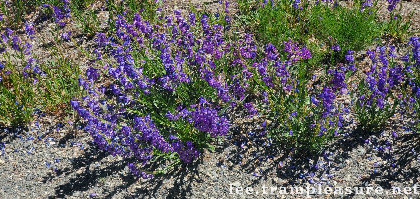 photo of lupin flowers