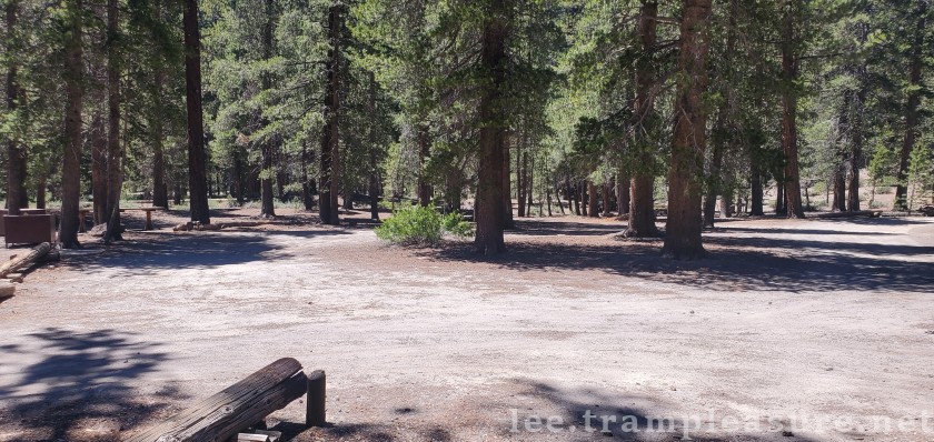 photo showing pine trees in campground