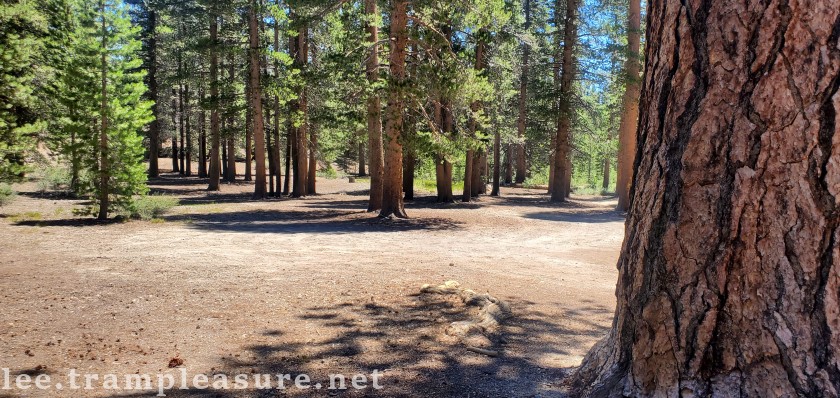 photo showing pine trees at campsite