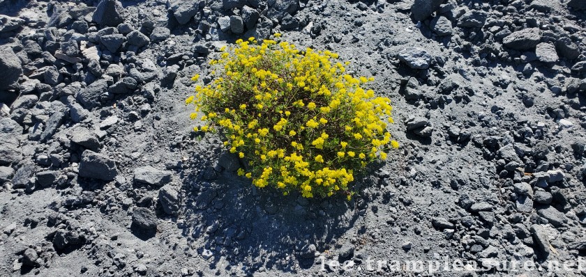 photo of a yellow flower in obsidian rocks